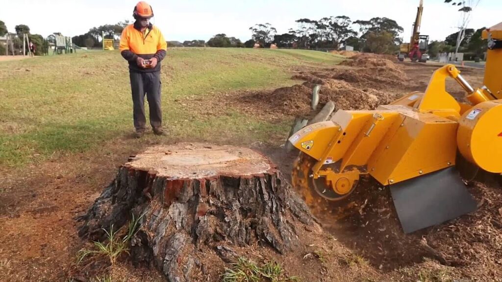 Stump Grinding vs. Stump Removal