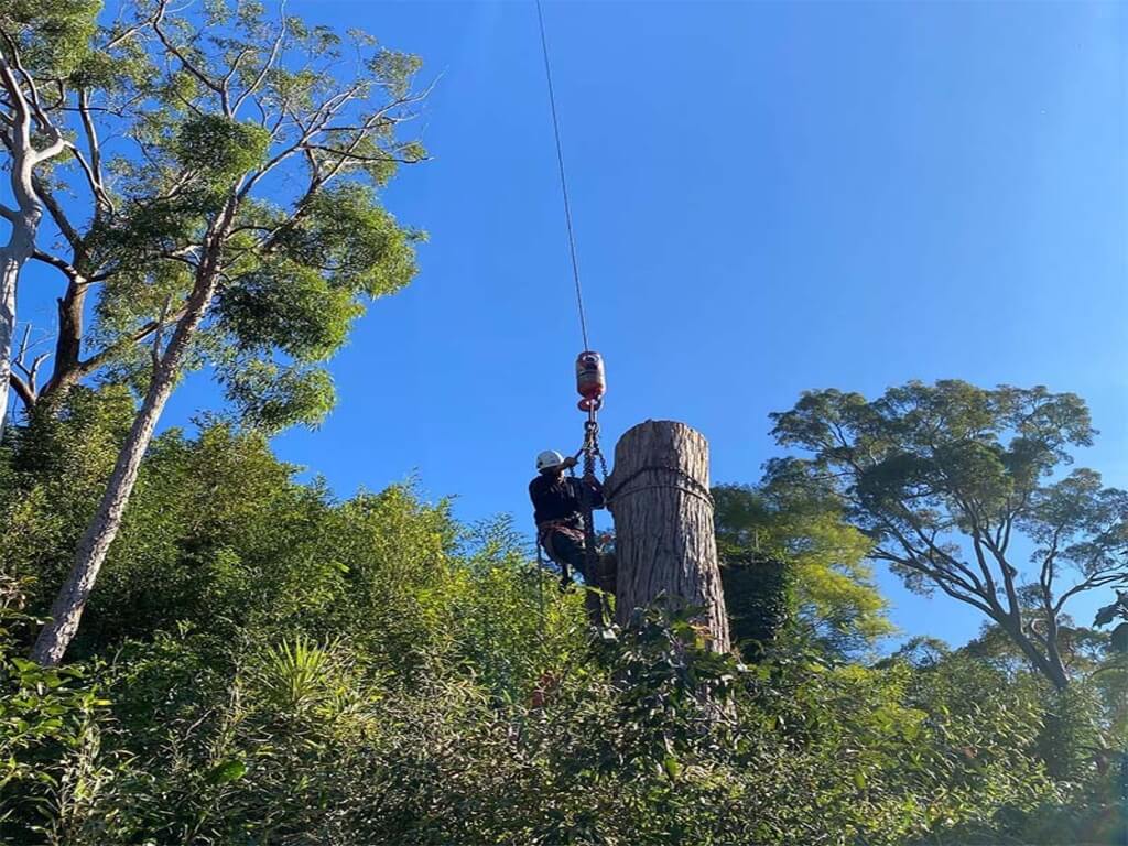 Tree Removal