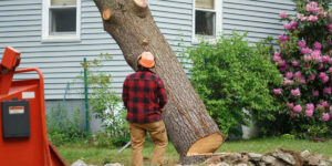 The Complete Guide to Tree Removal: When and Why You Need It