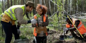 Tree Removal in Hills District to Prevent Root Damage and Hazards