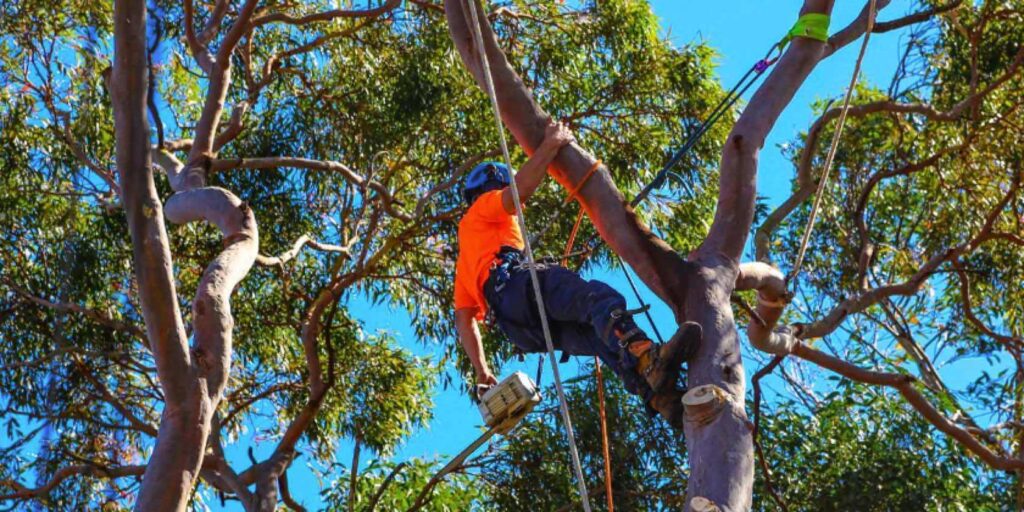 Tree Lopping Sydney