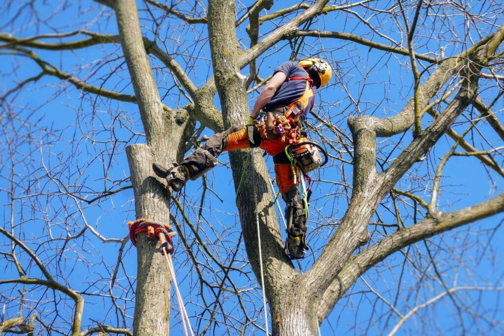 Tree Lopping Sydney