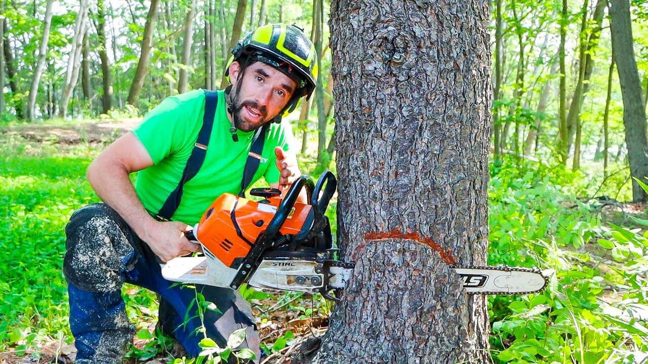 Tree Loppers Near Me
