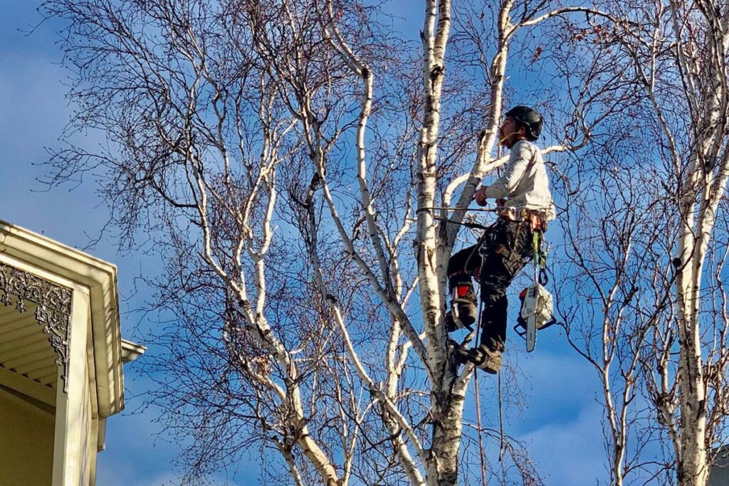 Tree Loppers Near Me