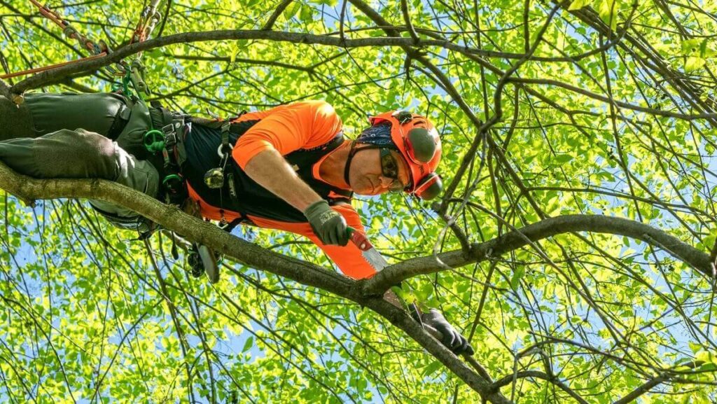 Tree Lopping Sydney