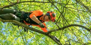 Tree Lopping Sydney Explained: When Do Homeowners Really Need It?
