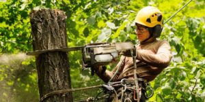 Tree Loppers Near Me: What Qualifications Should They Have?