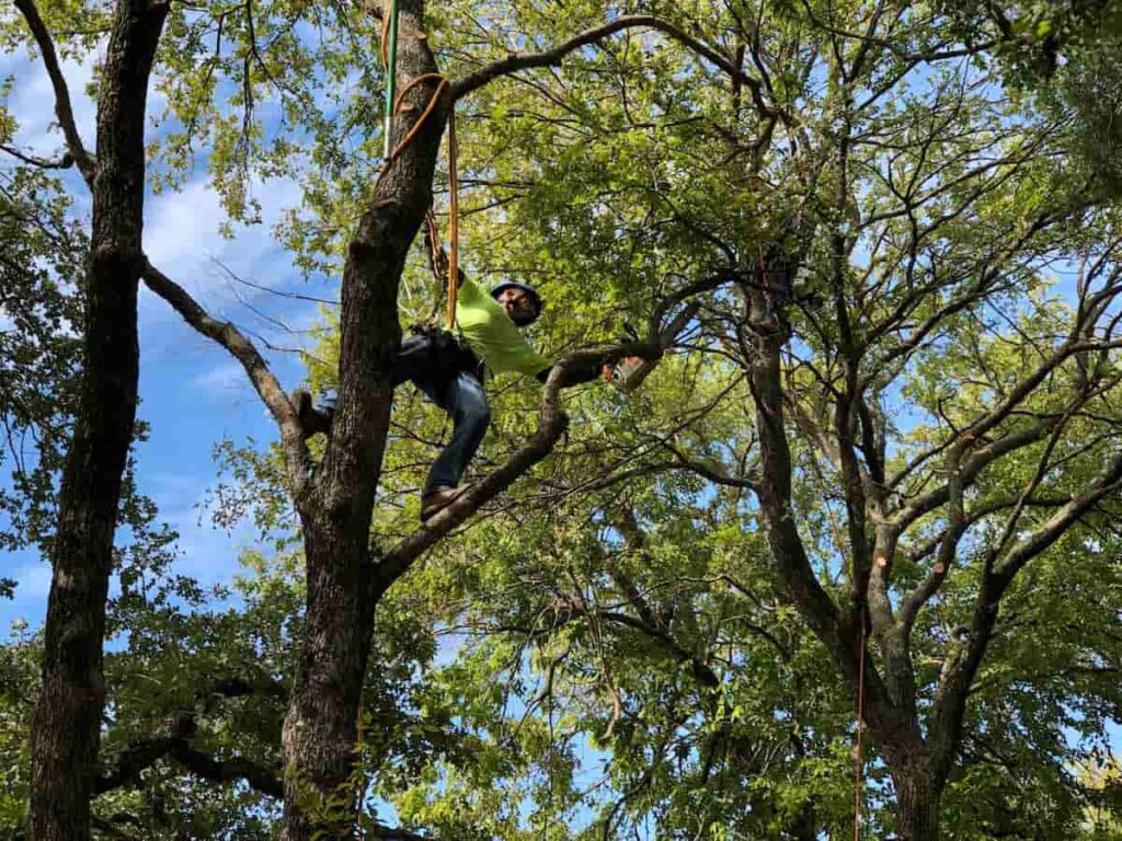 Tree Loppers Near Me