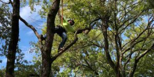 24-Hour Emergency Tree Removal: What to Do If a Tree Falls