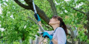 Arborist St Ives how to safely prune overgrown branches without damage