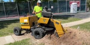 Professional Tree Lopping Services Near Me: Safe, Fast, and Affordable Solutions