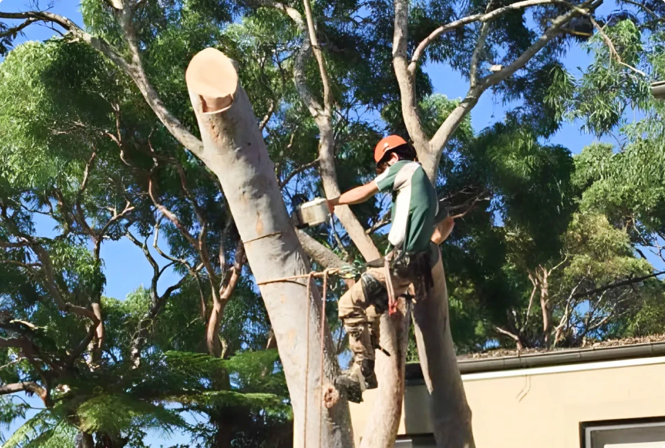 Top 5 Benefits of Professional Tree Removal Sydney Services