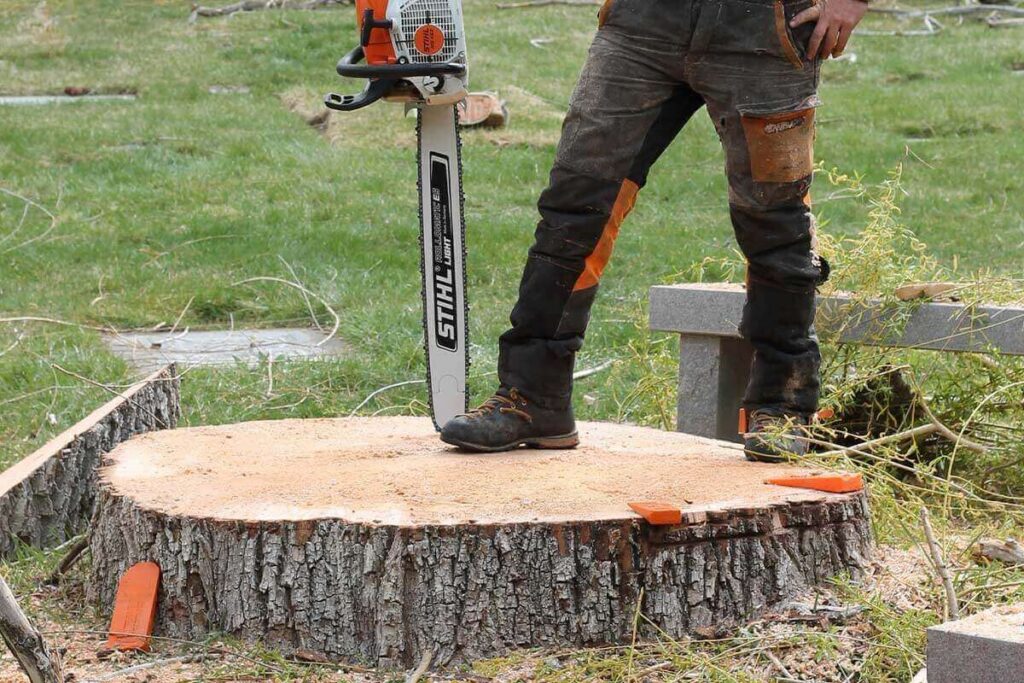 Sydney: The Complete Guide to Getting Rid of a Stump Properly
