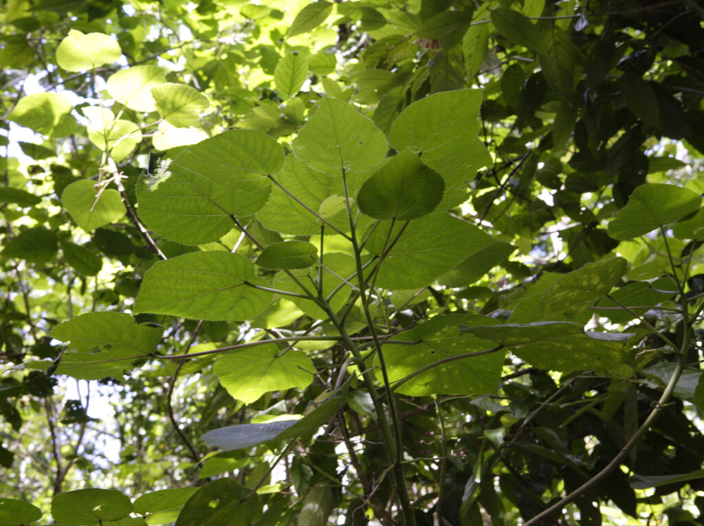 Tree Lopping Sydney: What It Really Means and When You Should Avoid It