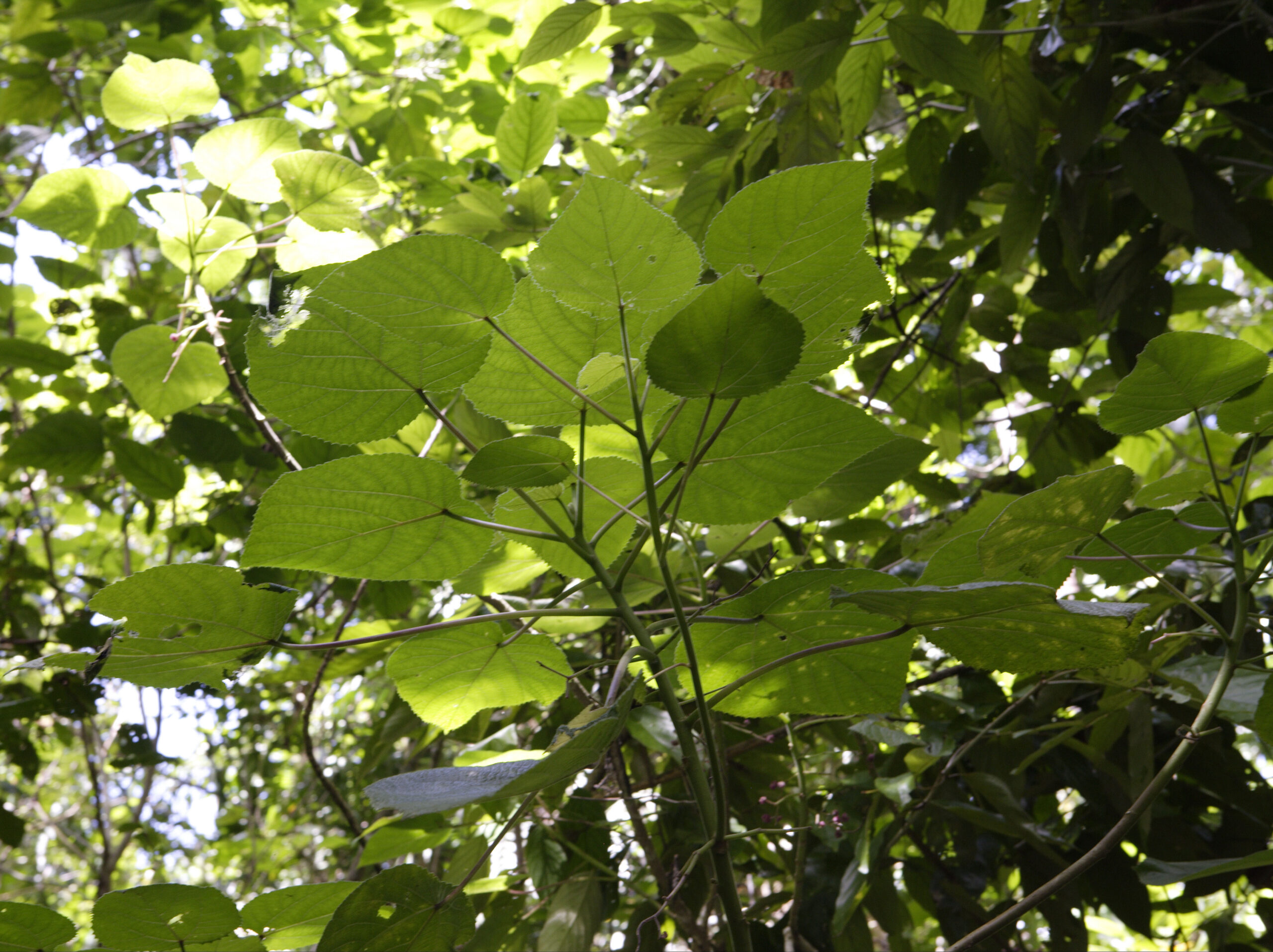 Tree Lopping Sydney: What It Really Means and When You Should Avoid It