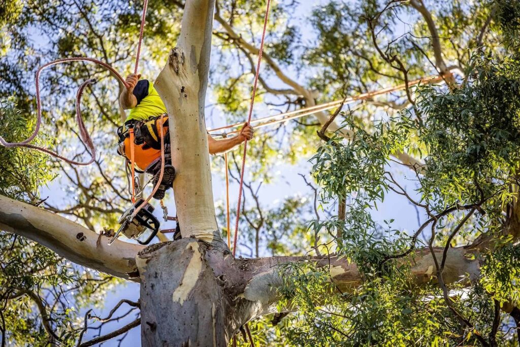 Tree Removal Sydney: The Complete Homeowner's Guide

