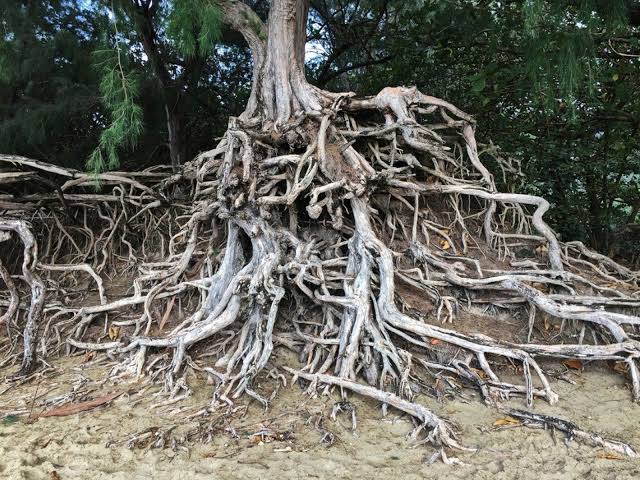 Tree Lopping Sydney: What It Really Means and When You Should Avoid It

