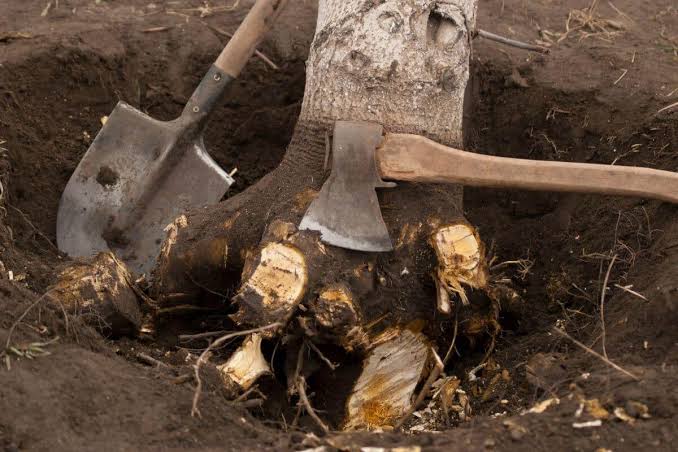 Sydney: The Complete Guide to Getting Rid of a Stump Properly
