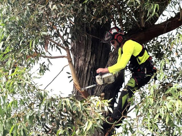 Tree Removal Sydney: The Complete Homeowner's Guide