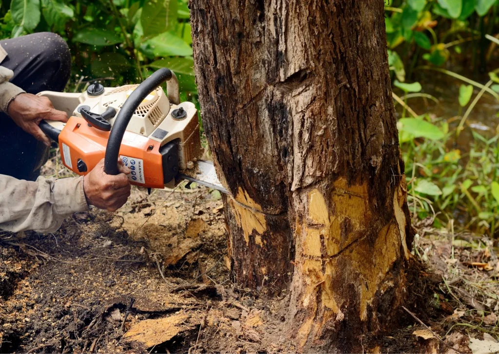 Tree Removal Sydney: The Complete Homeowner's Guide

