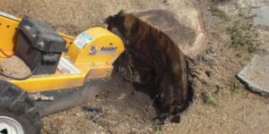 Sydney Stump Grinding Often Costs More Close to the Coast
