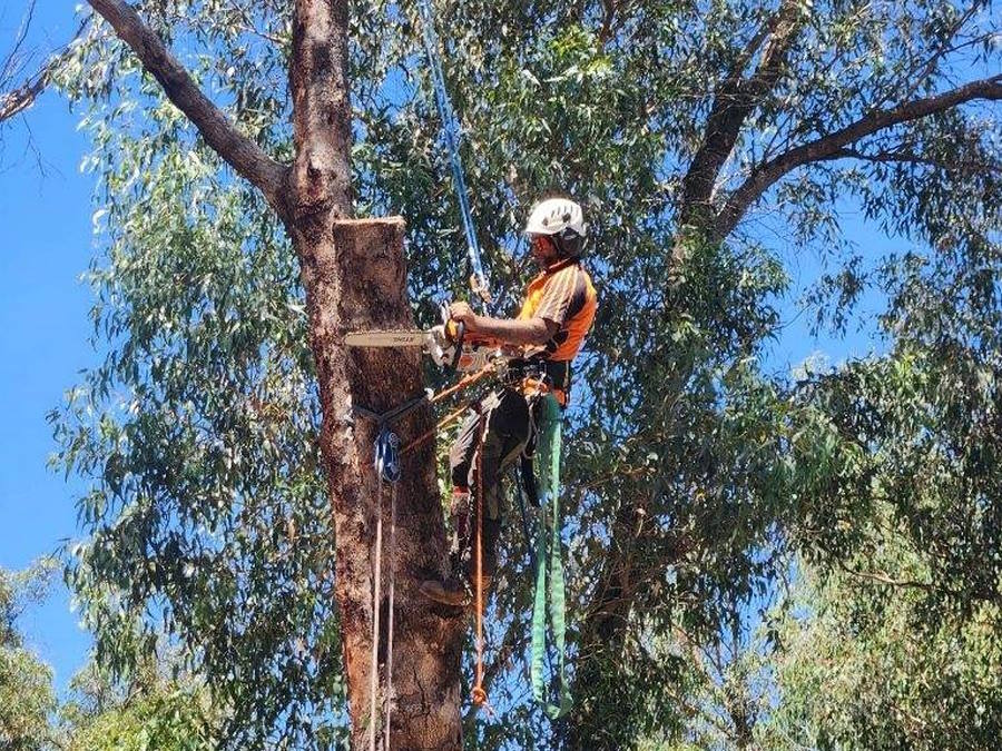 Tree Removal