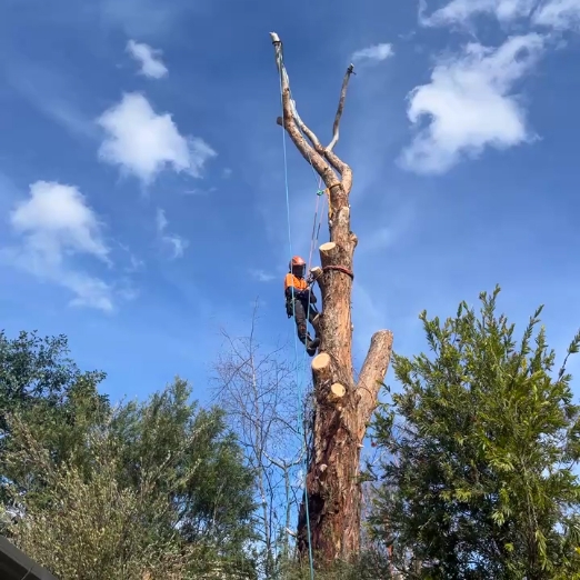 Tree Removal