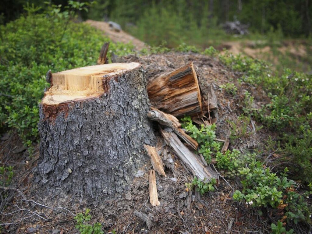 Sydney Stump Grinding