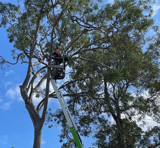 Tree Removal